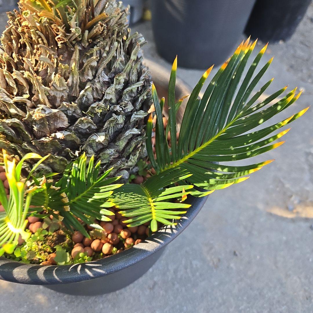 ⑳　金環ソテツ　8号　変わり葉　最高等級極上希少　不定芽沢山　期間限定セール‼️