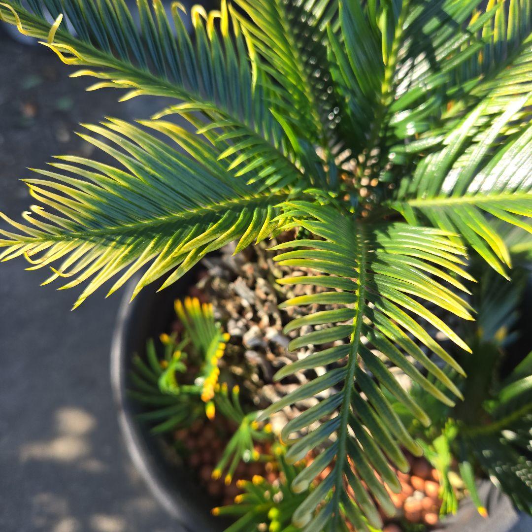 ⑳　金環ソテツ　8号　変わり葉　最高等級極上希少　不定芽沢山　期間限定セール‼️