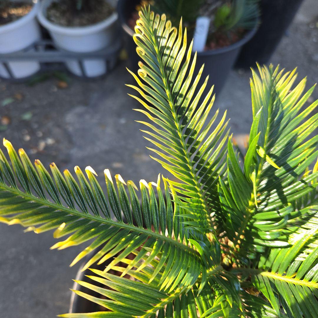 ⑳　金環ソテツ　8号　変わり葉　最高等級極上希少　不定芽沢山　期間限定セール‼️