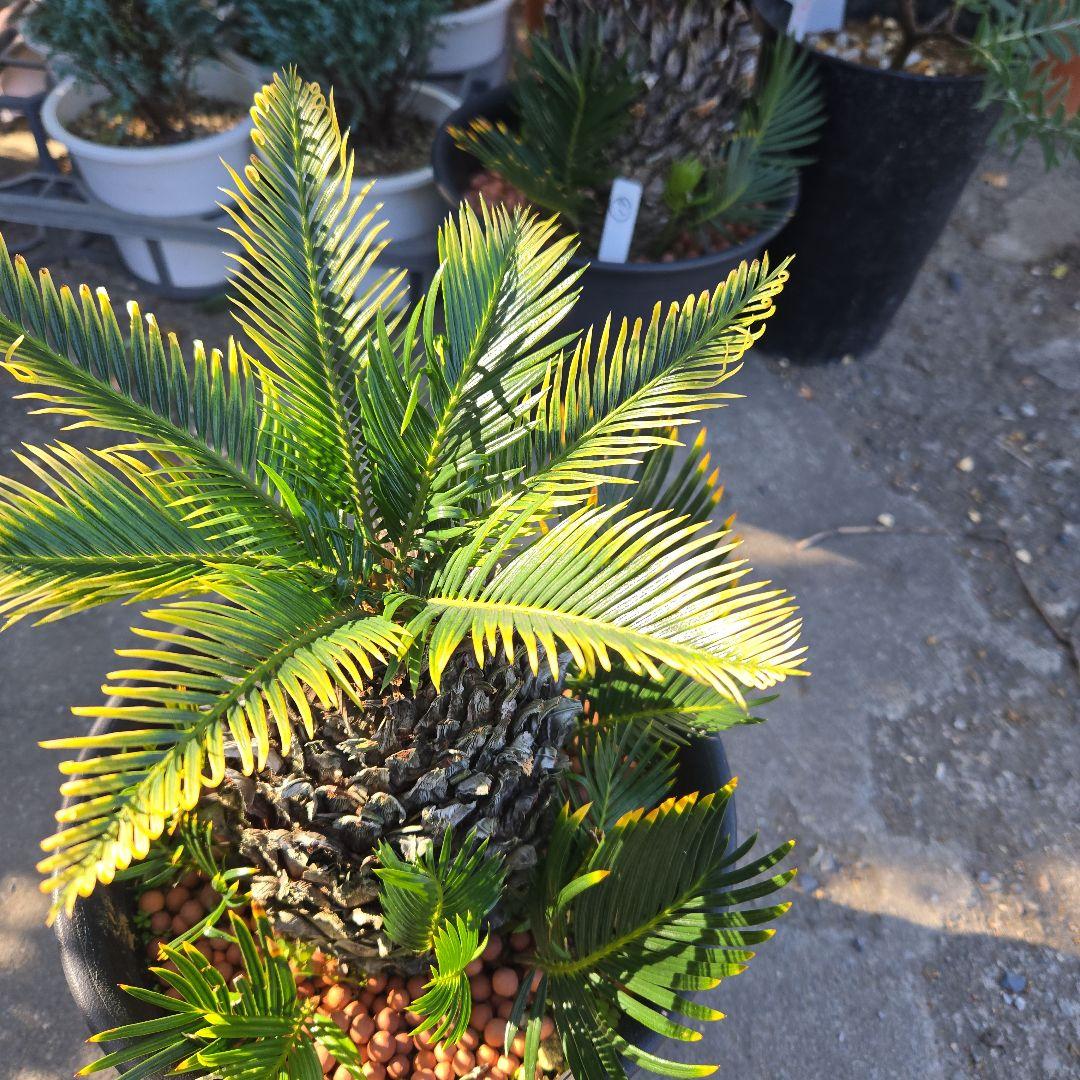 ⑳　金環ソテツ　8号　変わり葉　最高等級極上希少　不定芽沢山　期間限定セール‼️