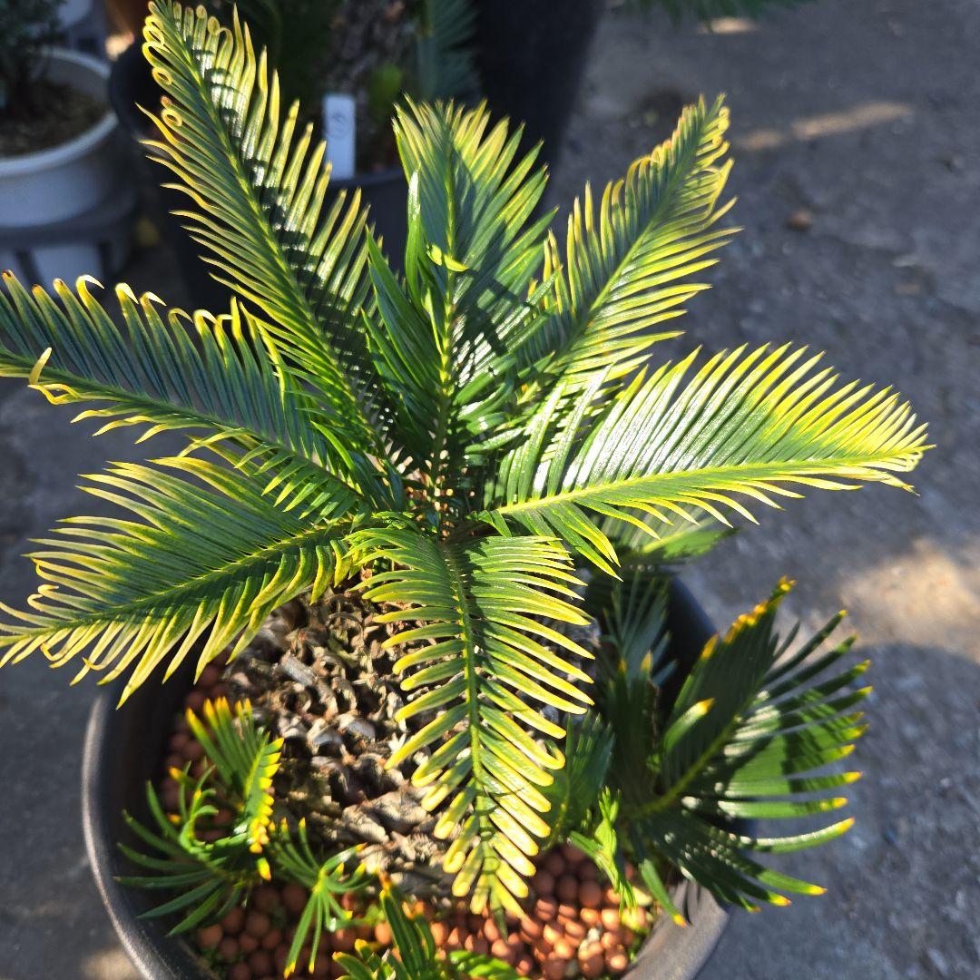 ⑳　金環ソテツ　8号　変わり葉　最高等級極上希少　不定芽沢山　期間限定セール‼️