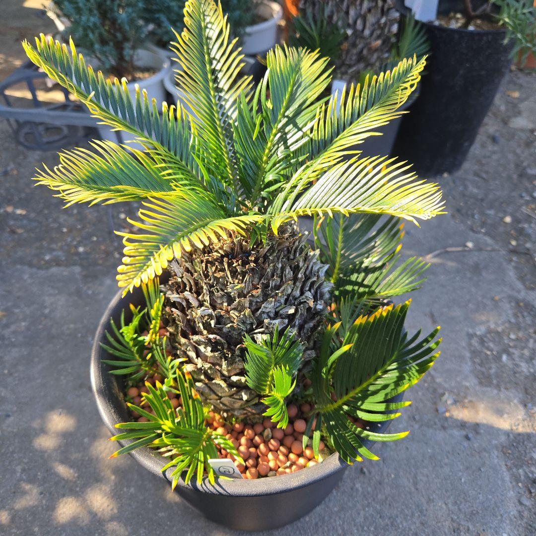 ⑳　金環ソテツ　8号　変わり葉　最高等級極上希少　不定芽沢山　期間限定セール‼️