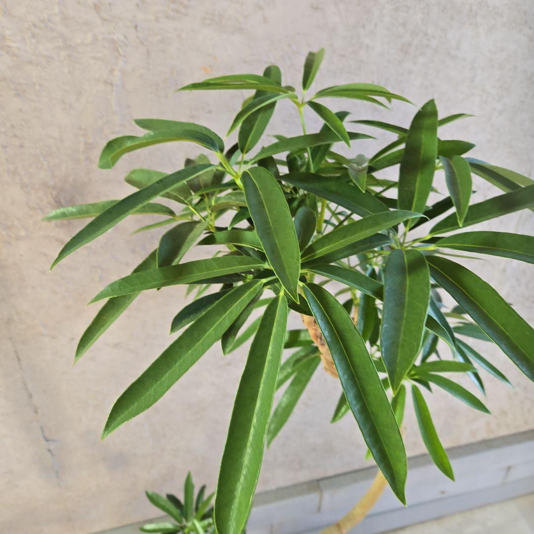 ⑥ シェフレラ アンガスフォリア 8号曲がり仕立て特大苗木最高等級極上