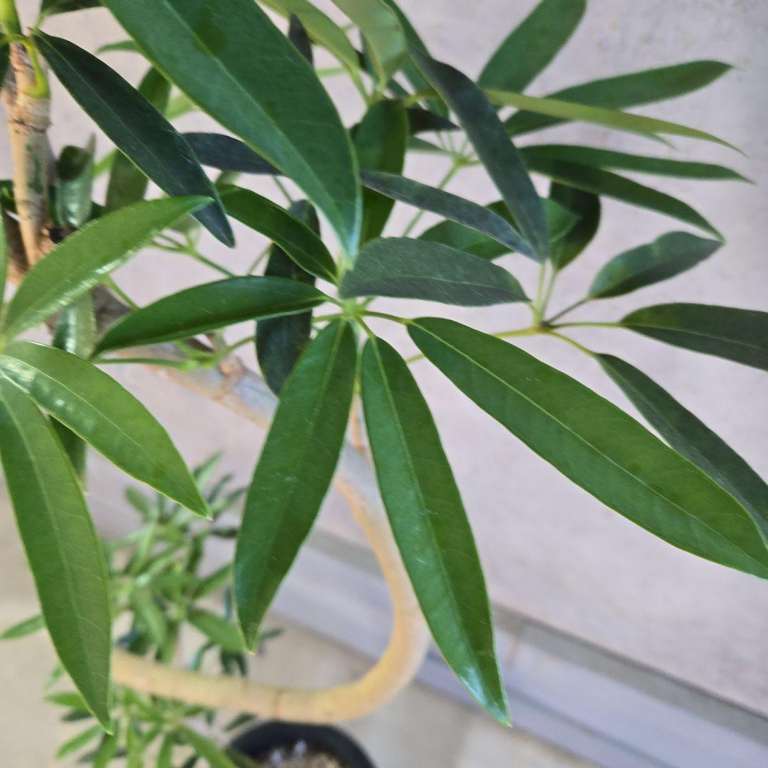 ⑥ シェフレラ アンガスフォリア 8号曲がり仕立て特大苗木最高等級極上