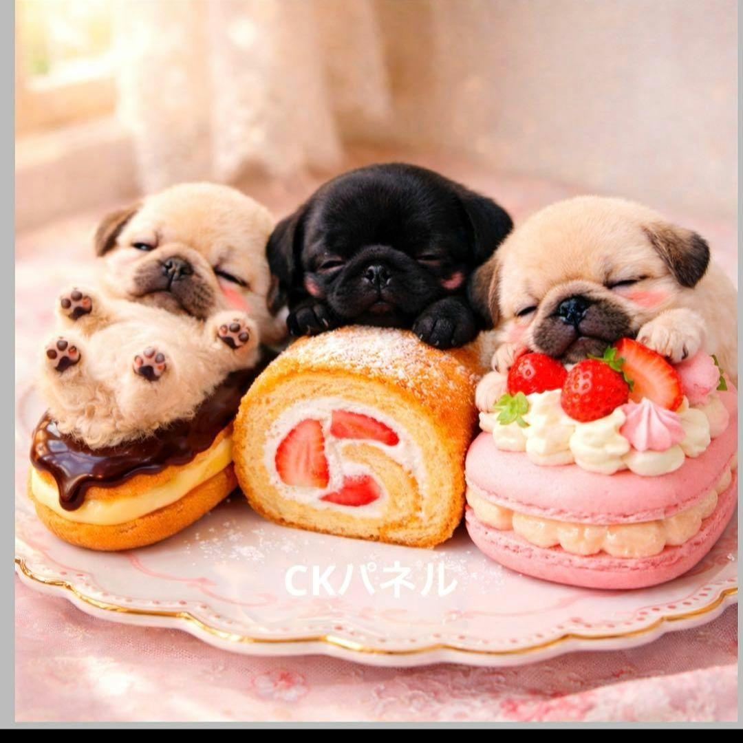 激レアスィーツチワワ、トイプー、柴犬、ポメラニアン、パグ、シーズ