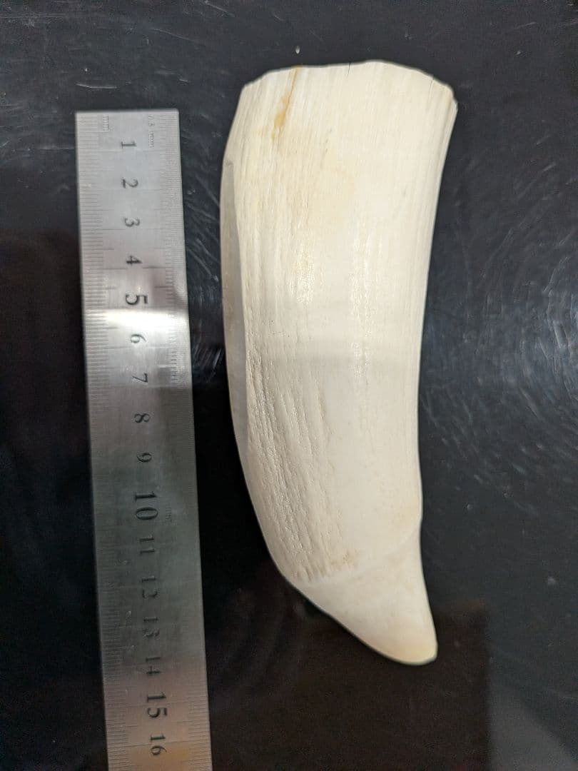 マッコウ鯨歯　本物（セミ鯨）彫刻