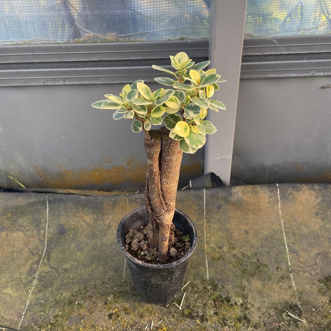 パンダガジュマル　斑入り　3.５号