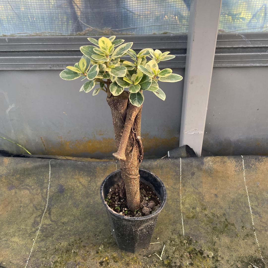 パンダガジュマル　斑入り　3.５号