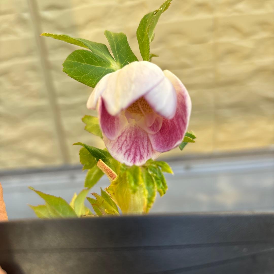 広瀬園芸　クリスマスローズ　開花株　リバーシブルピンクゴールド　匿名発送　現品