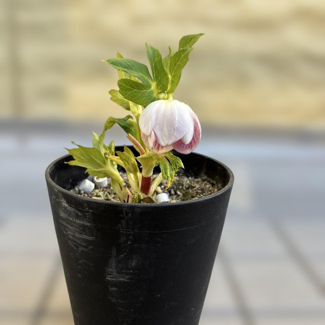 広瀬園芸　クリスマスローズ　開花株　リバーシブルピンクゴールド　匿名発送　現品