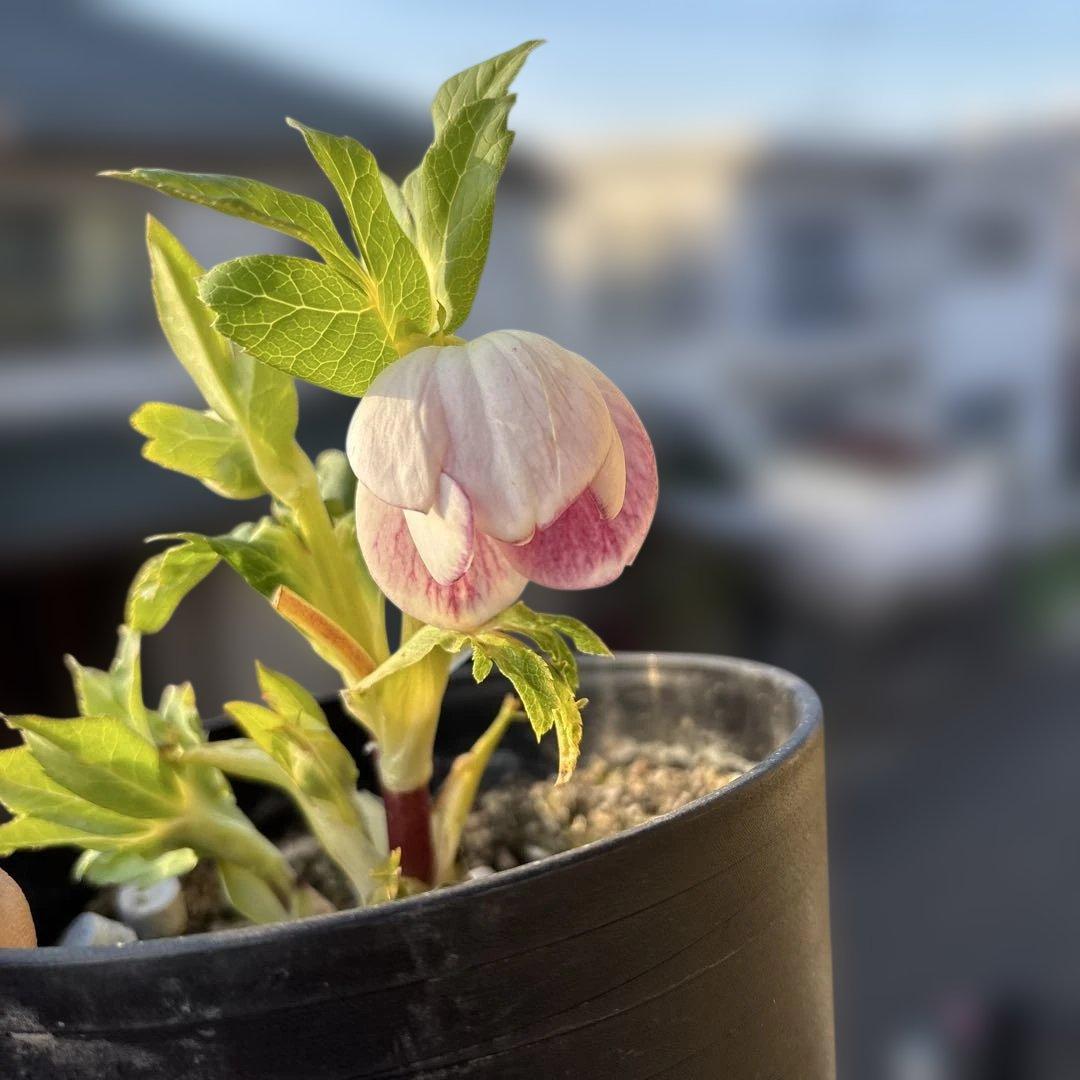 広瀬園芸　クリスマスローズ　開花株　リバーシブルピンクゴールド　匿名発送　現品