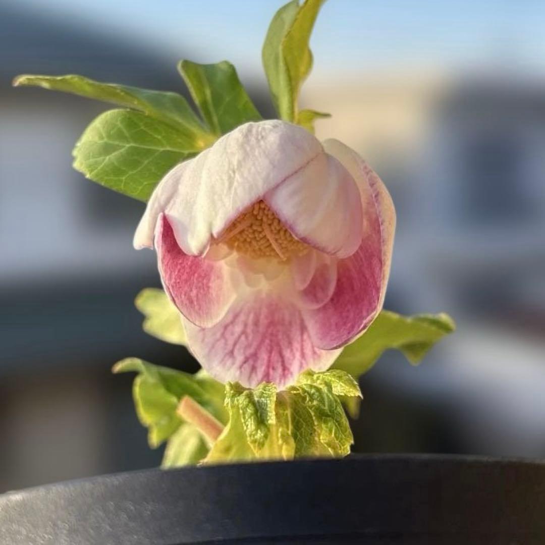 広瀬園芸　クリスマスローズ　開花株　リバーシブルピンクゴールド　匿名発送　現品