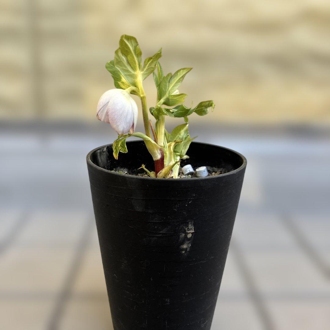 広瀬園芸　クリスマスローズ　開花株　リバーシブルピンクゴールド　匿名発送　現品