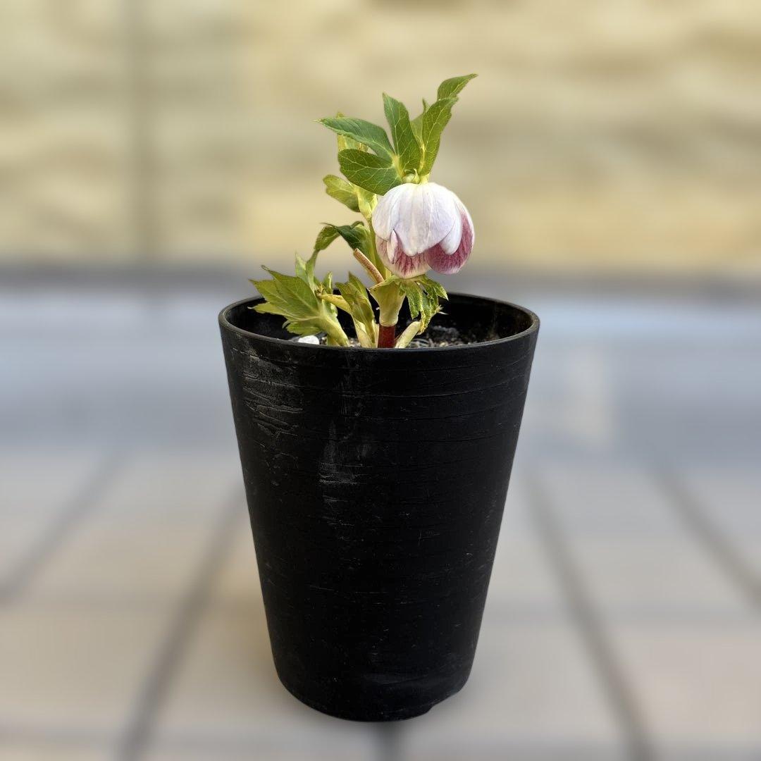 広瀬園芸　クリスマスローズ　開花株　リバーシブルピンクゴールド　匿名発送　現品