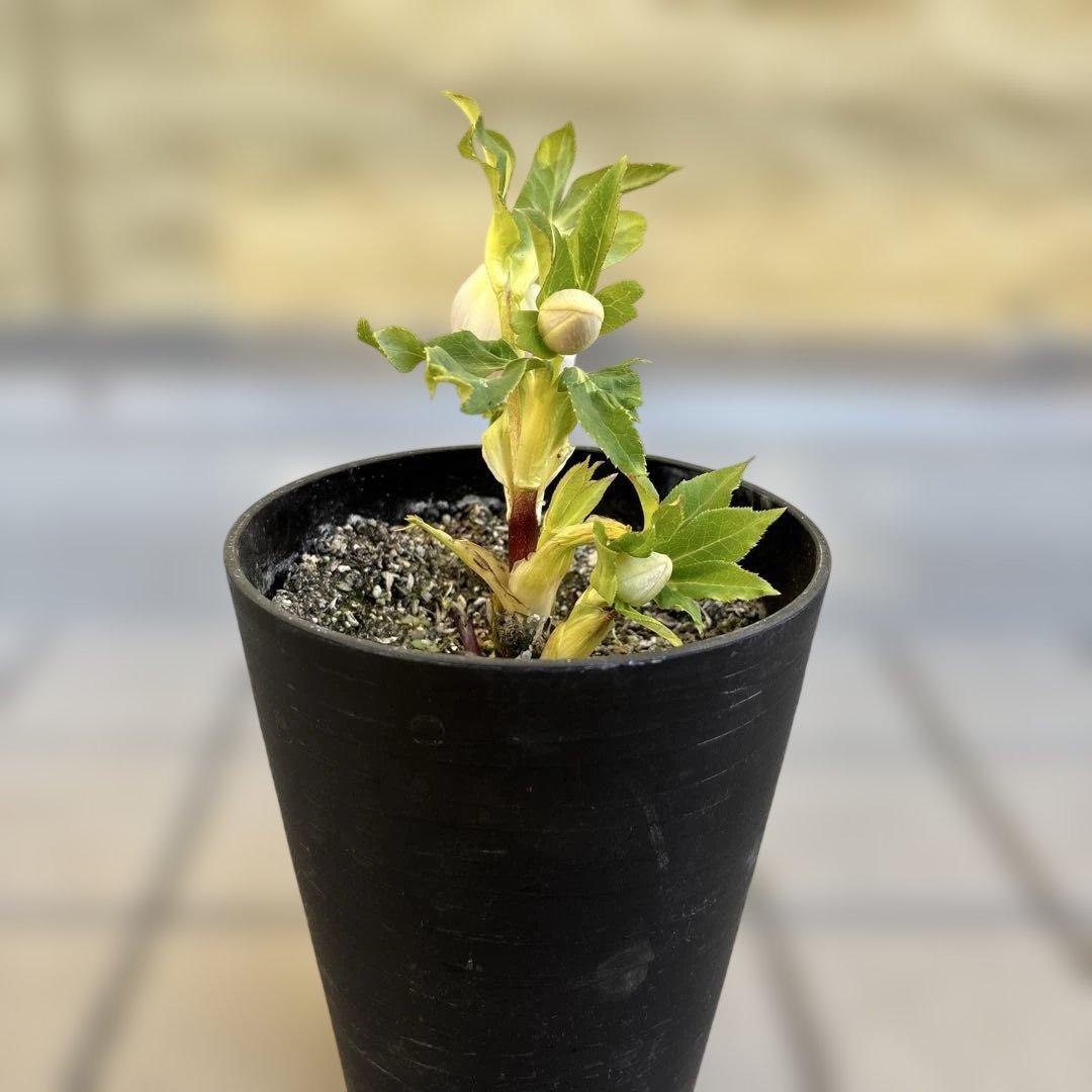 広瀬園芸　クリスマスローズ　開花株　リバーシブルピンクゴールド　匿名発送　現品