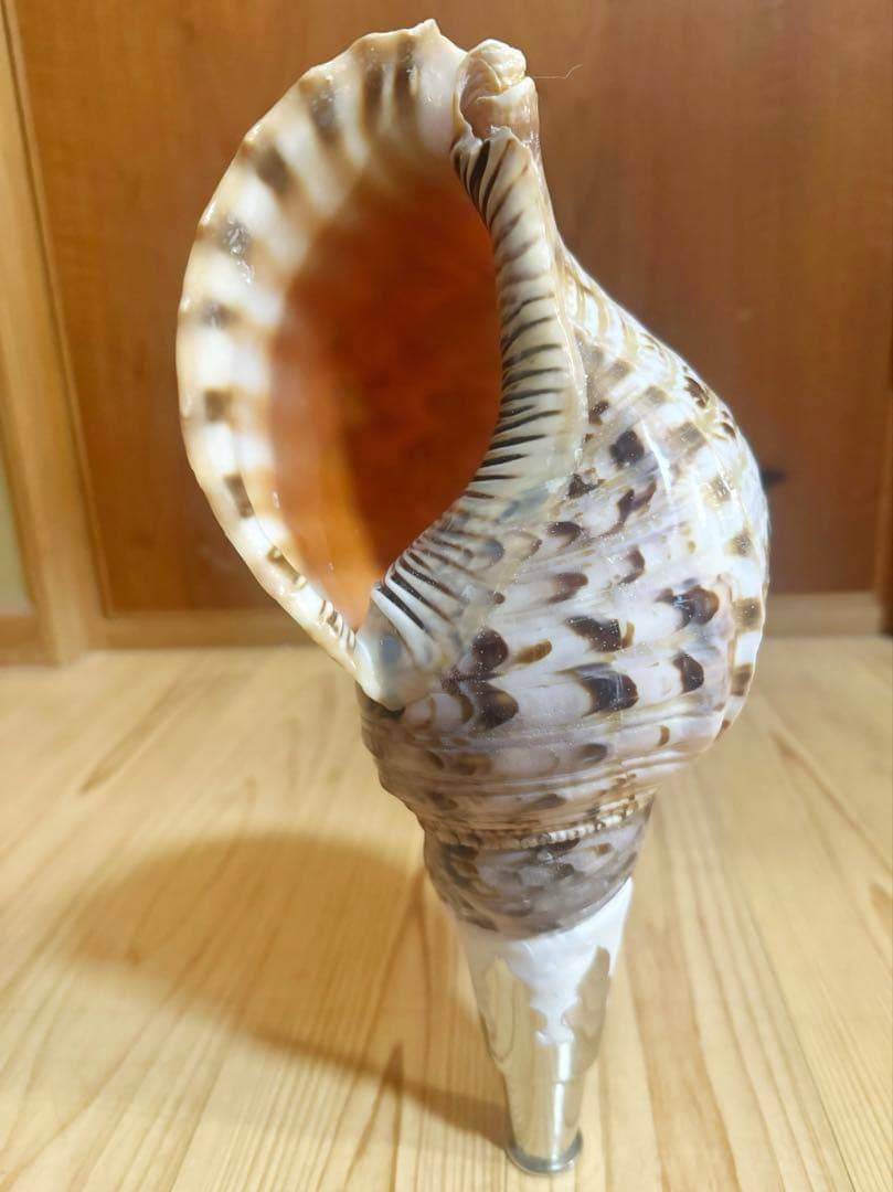 コンパクト修験道法螺貝 山伏 密教 魔除け 熊よけ❣️ホラガイ ほら貝