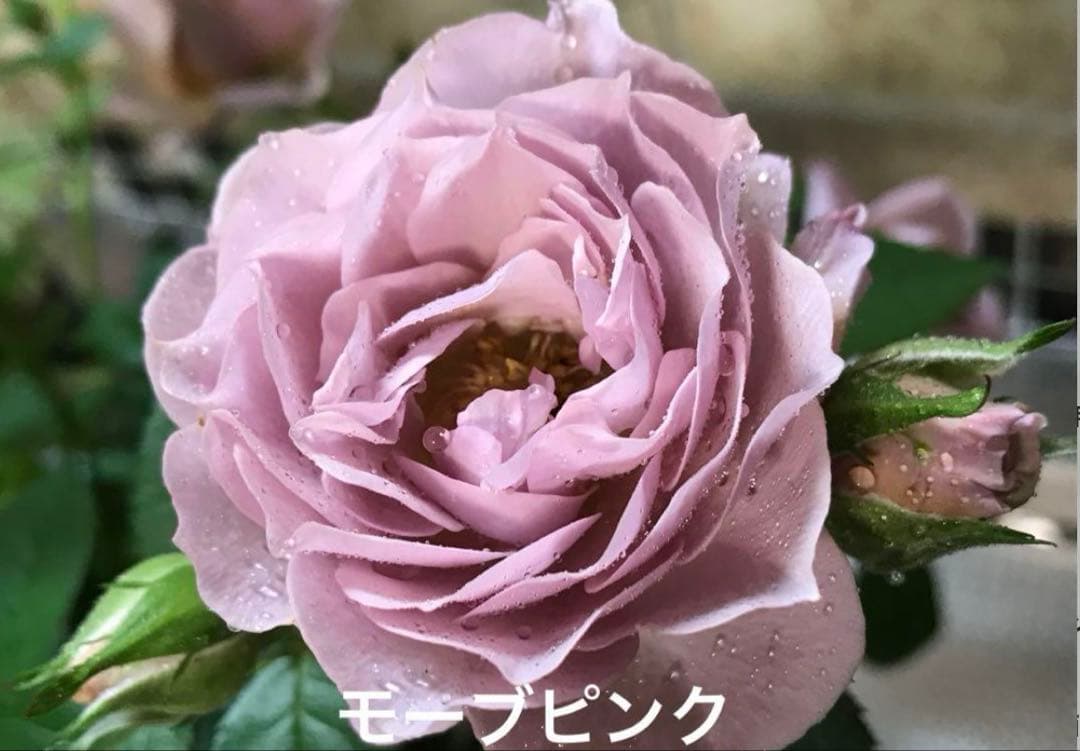 ⭐️レア品種⭐️四季咲きミニバラ カーナハニーゴールド (メルカリ便