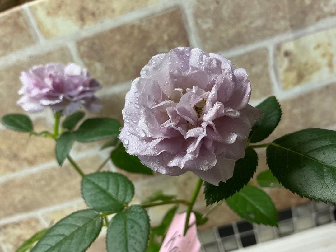 ⭐️レア品種⭐️四季咲きミニバラ カーナハニーゴールド (メルカリ便