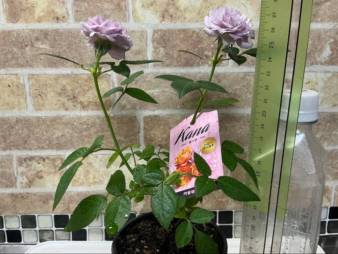 ⭐️レア品種⭐️四季咲きミニバラ カーナハニーゴールド (メルカリ便