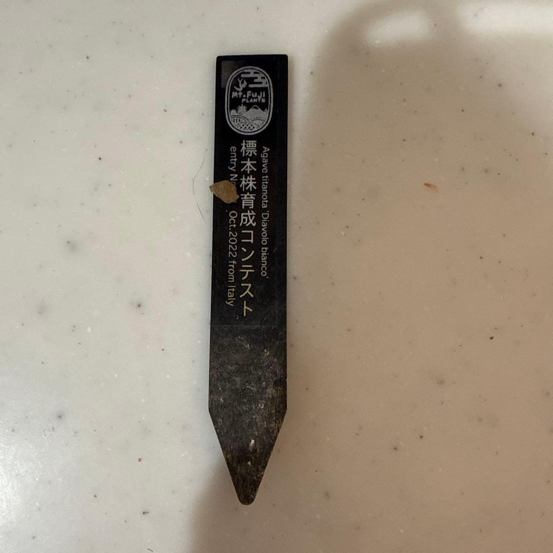 ディアボロビアンコ（Mt.Fuji産）親株 アガベ オテロイ チタノタ