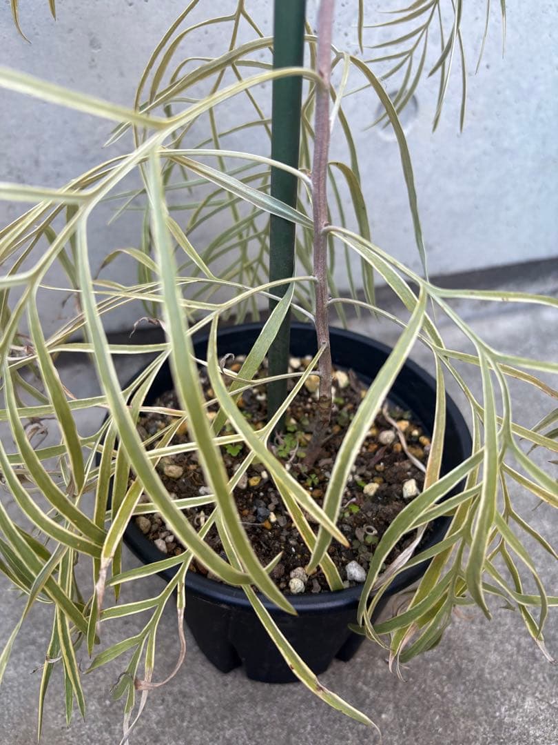 希少 グレビレア ハニーワンダー ②