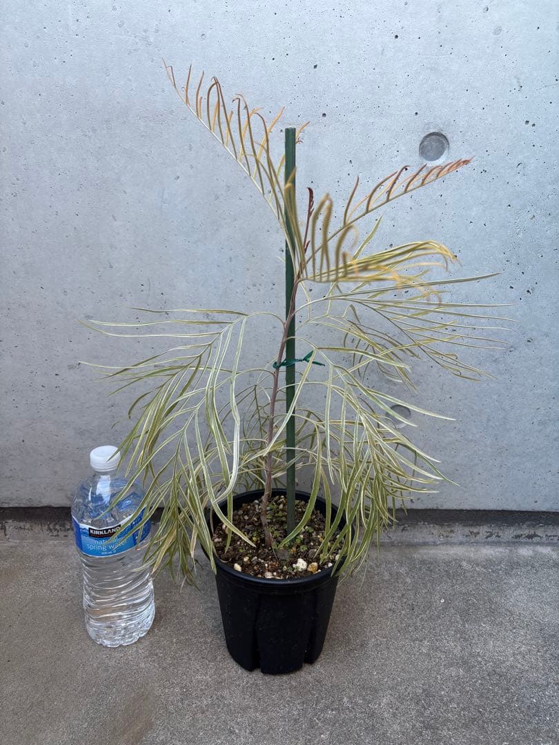 希少 グレビレア ハニーワンダー ②