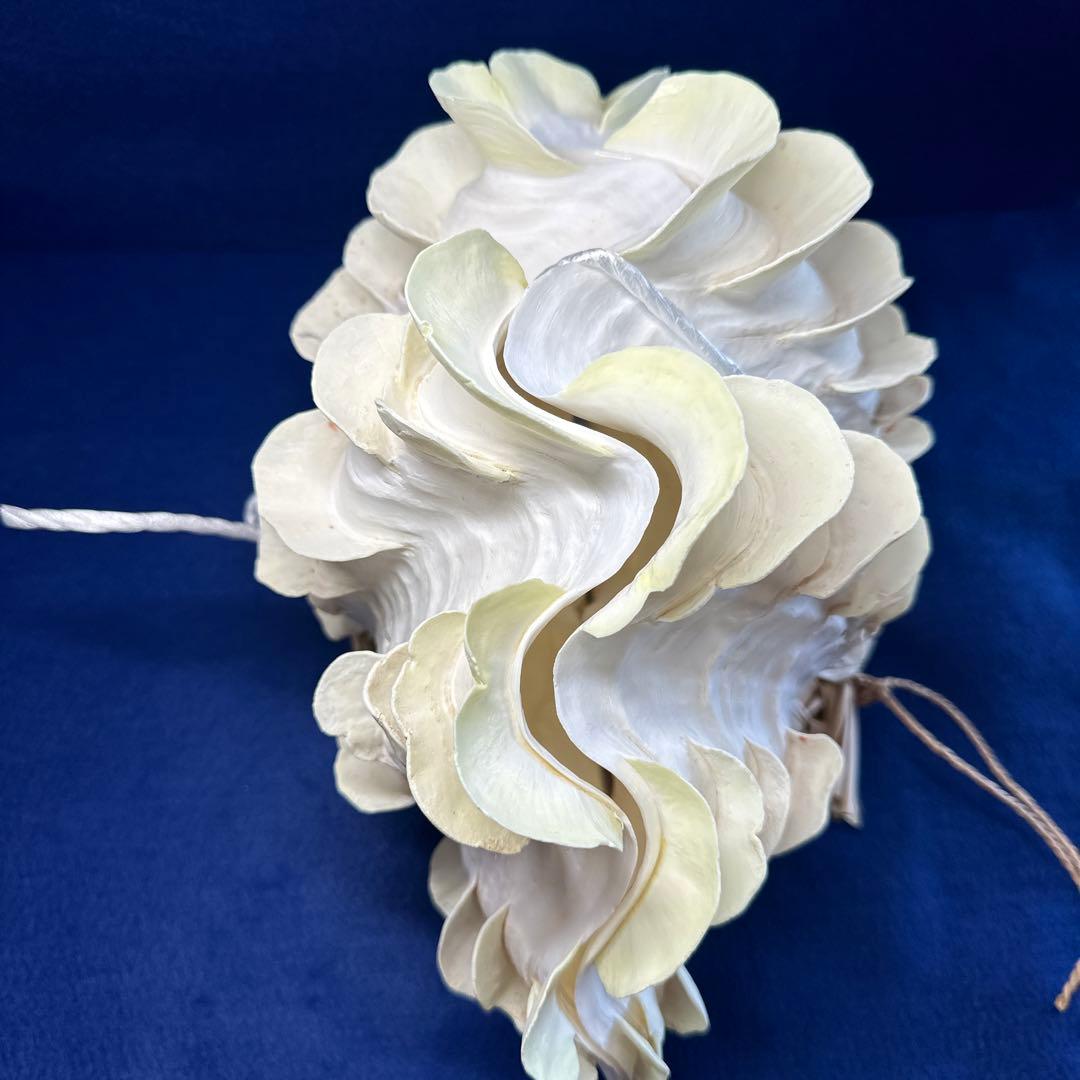 シャコガイ（ヒレシャコ貝）　インテリア　飾り物　アクセサリー　オブジェ