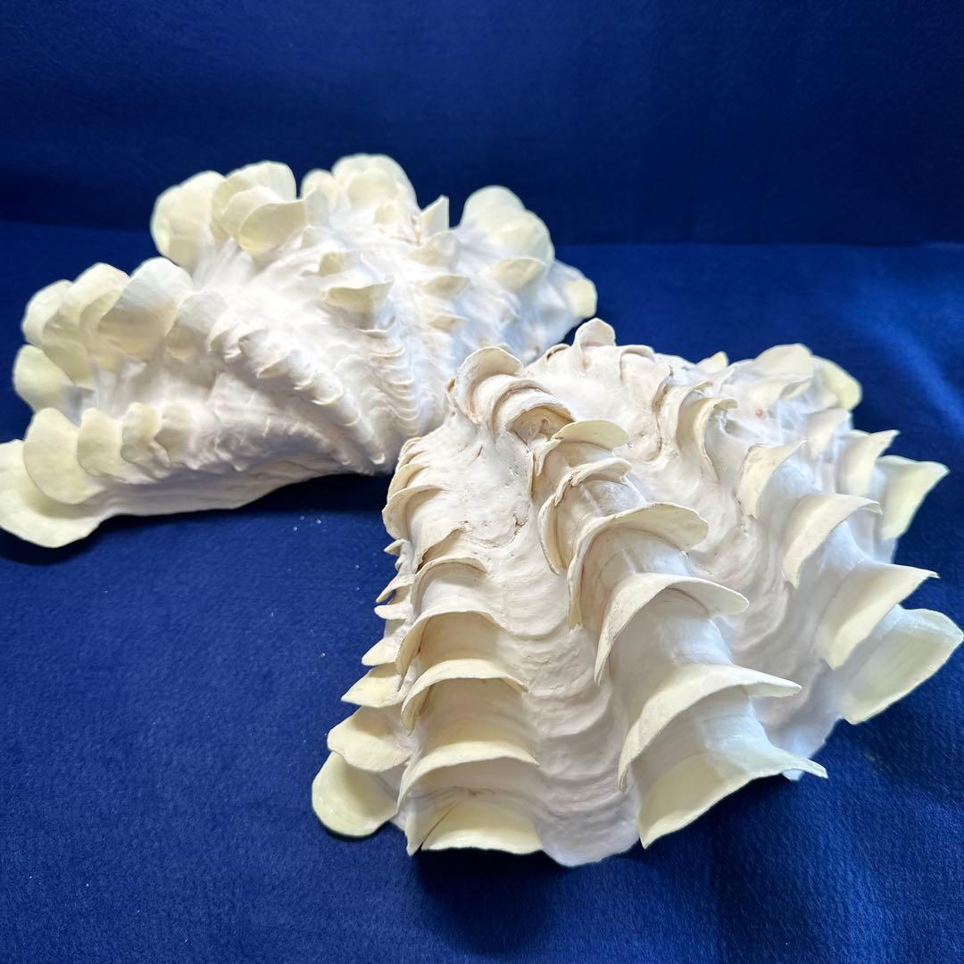 シャコガイ（ヒレシャコ貝）　インテリア　飾り物　アクセサリー　オブジェ