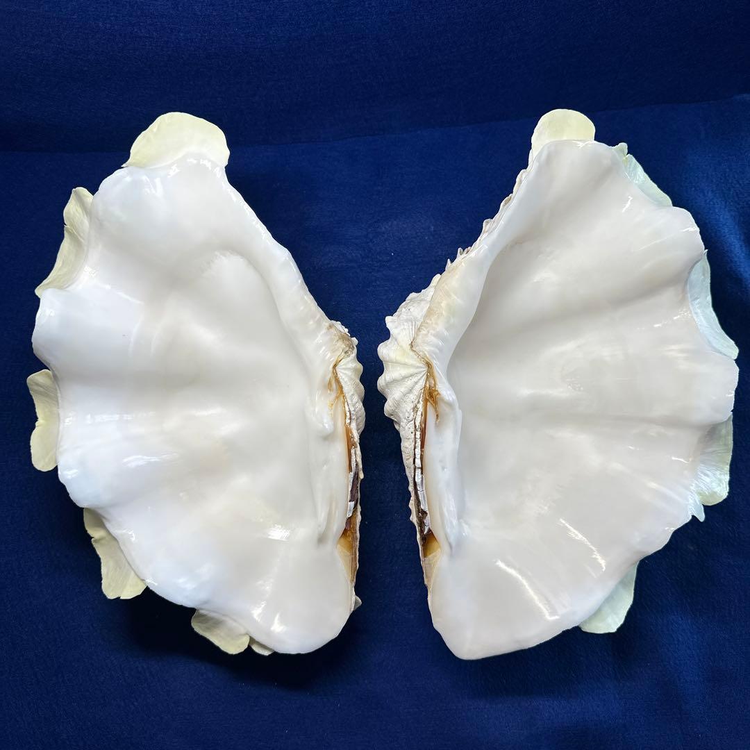 シャコガイ（ヒレシャコ貝）　インテリア　飾り物　アクセサリー　オブジェ