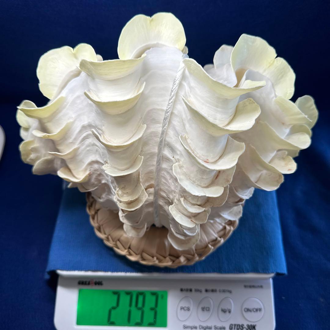 シャコガイ（ヒレシャコ貝）　インテリア　飾り物　アクセサリー　オブジェ