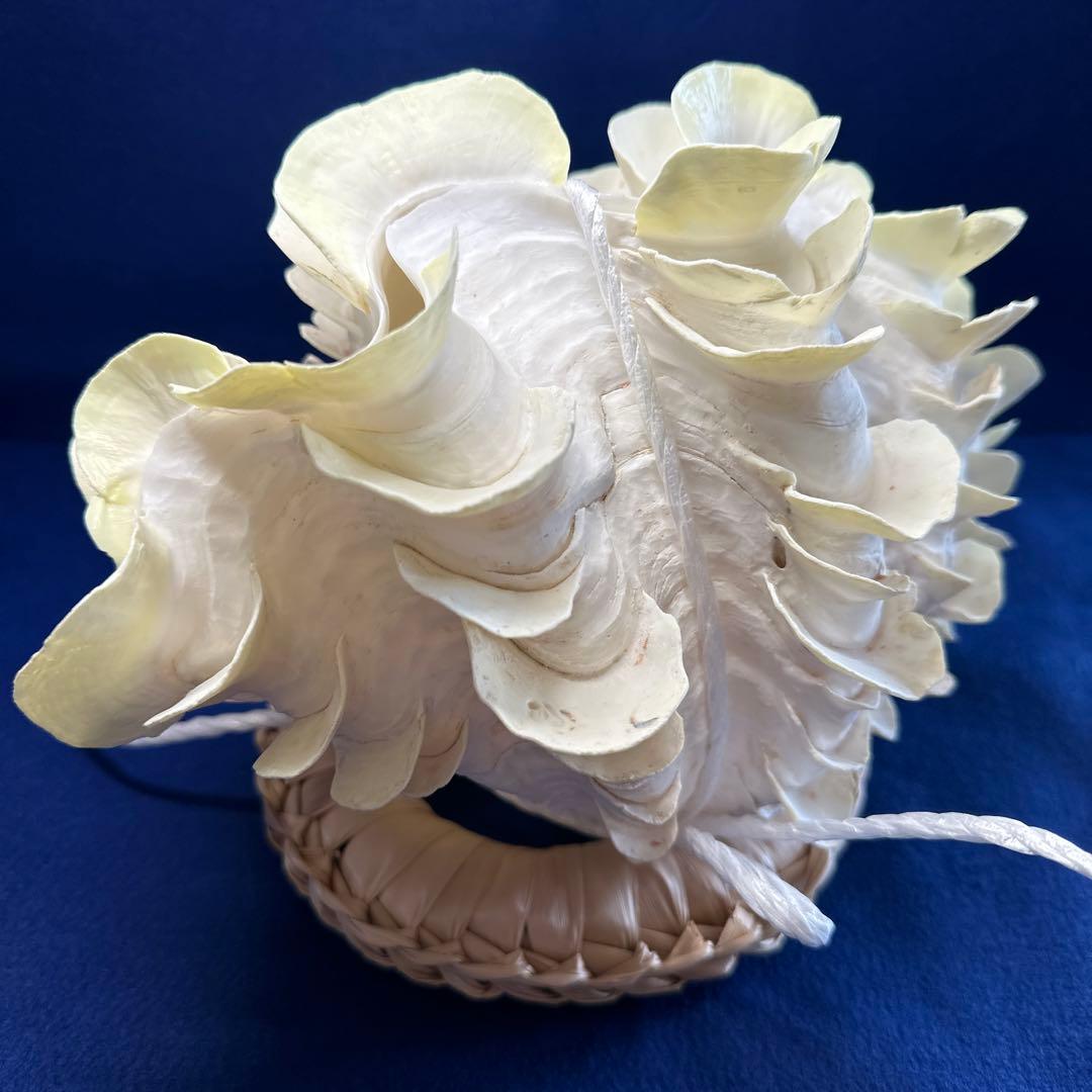 シャコガイ（ヒレシャコ貝）　インテリア　飾り物　アクセサリー　オブジェ