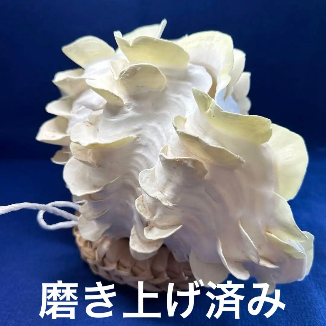 シャコガイ（ヒレシャコ貝）　インテリア　飾り物　アクセサリー　オブジェ