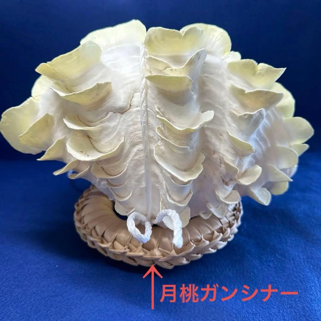 シャコガイ（ヒレシャコ貝）　インテリア　飾り物　アクセサリー　オブジェ