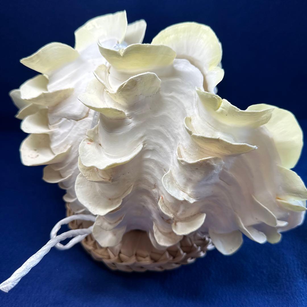 シャコガイ（ヒレシャコ貝）　インテリア　飾り物　アクセサリー　オブジェ