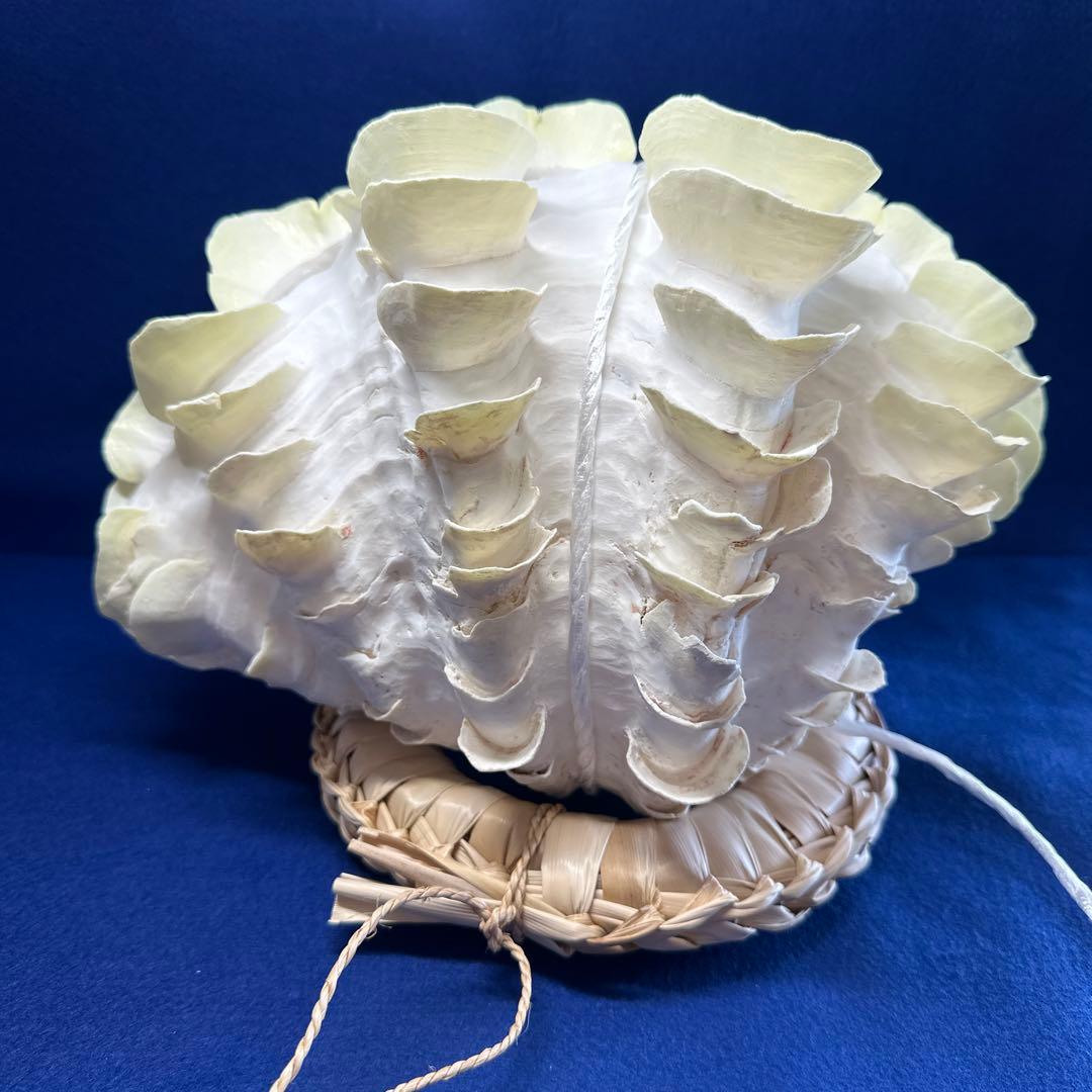 シャコガイ（ヒレシャコ貝）　インテリア　飾り物　アクセサリー　オブジェ