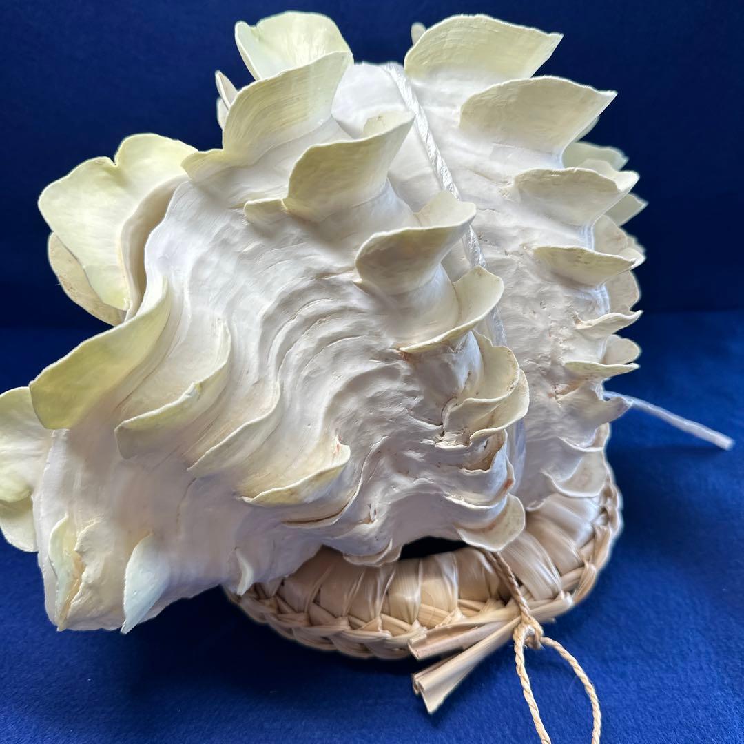 シャコガイ（ヒレシャコ貝）　インテリア　飾り物　アクセサリー　オブジェ