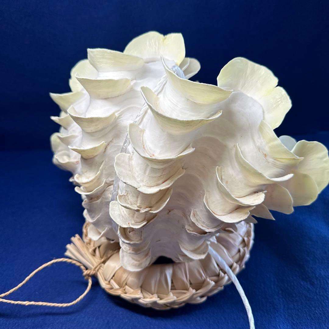 シャコガイ（ヒレシャコ貝）　インテリア　飾り物　アクセサリー　オブジェ