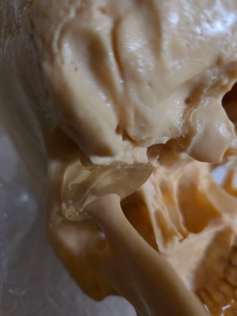 NISSIN DENTAL PRODUCTS 頭蓋骨模型 アンティーク ガイコツ - メルカリ