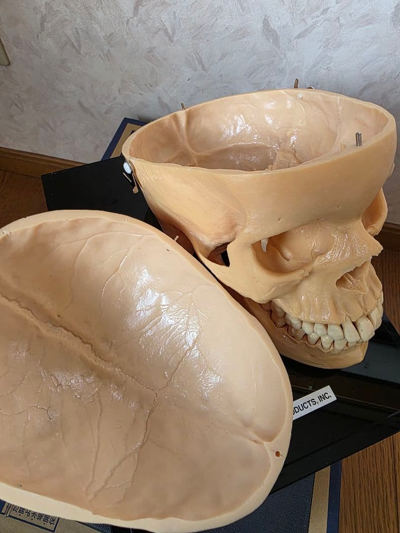 NISSIN DENTAL PRODUCTS 頭蓋骨模型 アンティーク ガイコツ - メルカリ