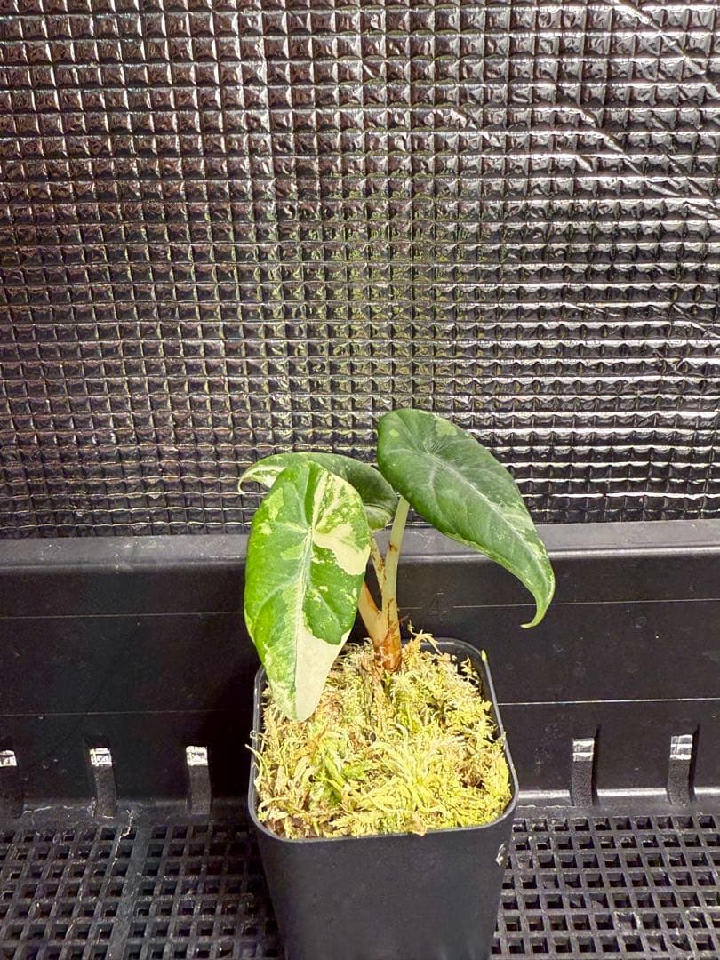 アロカシア マハラニ アルボ