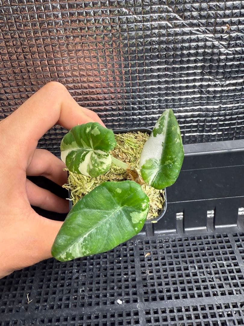 アロカシア マハラニ アルボ