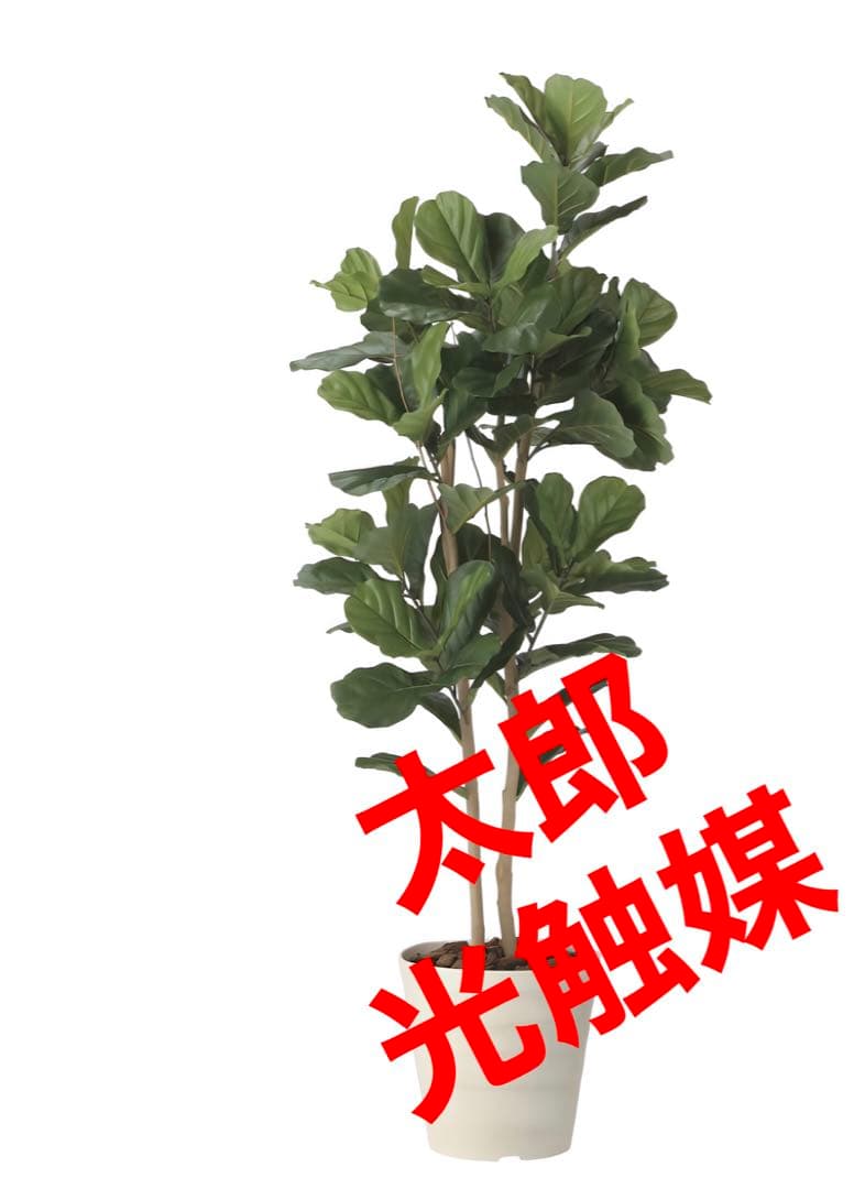 光触媒　人工観葉植物　ウォールグリーン　フェイクグリーン　カシワバゴム1.8@g
