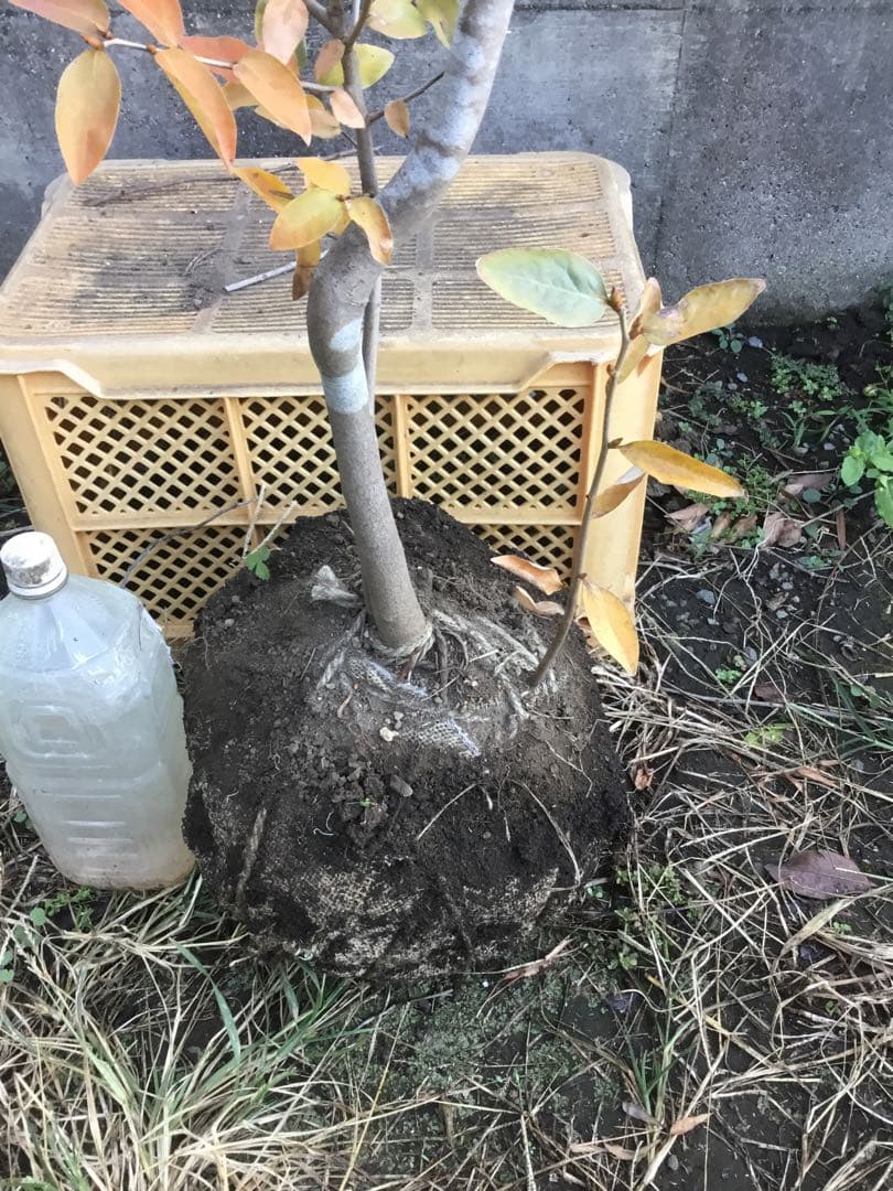 ヤマコウバシ170センチ