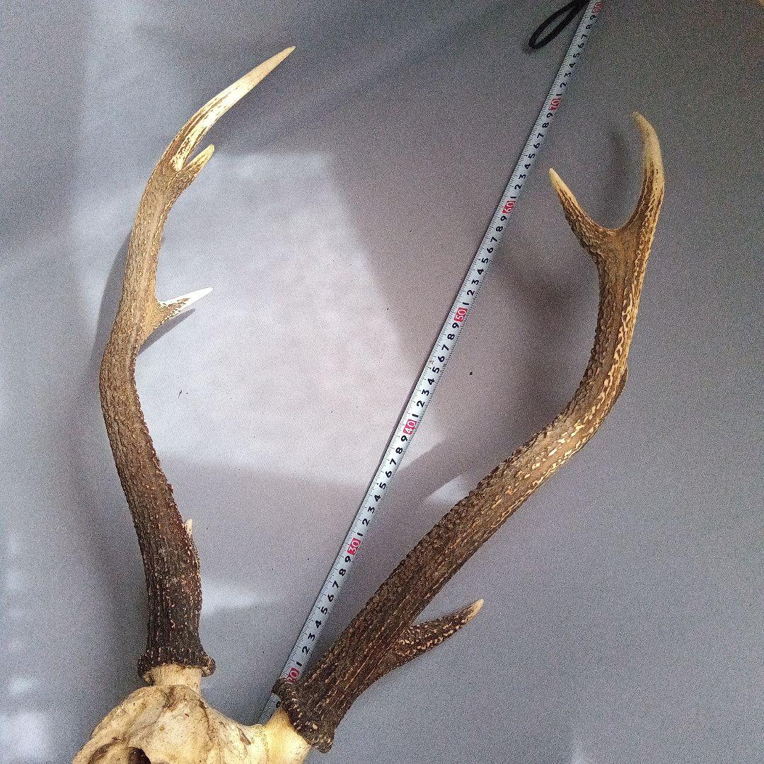 鹿の角　対　頭付き　70cm