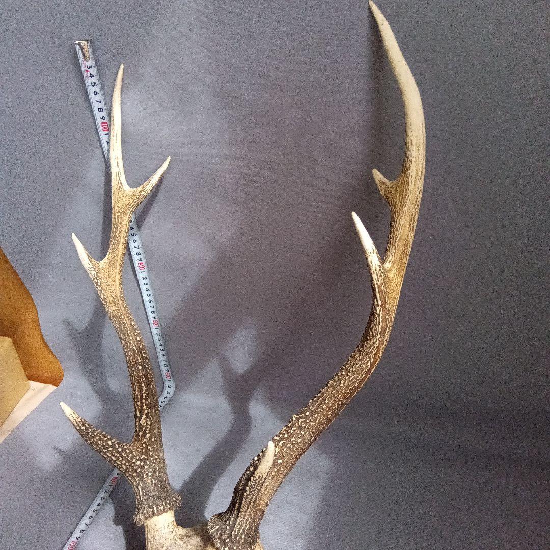 鹿の角　対　頭付き　70cm