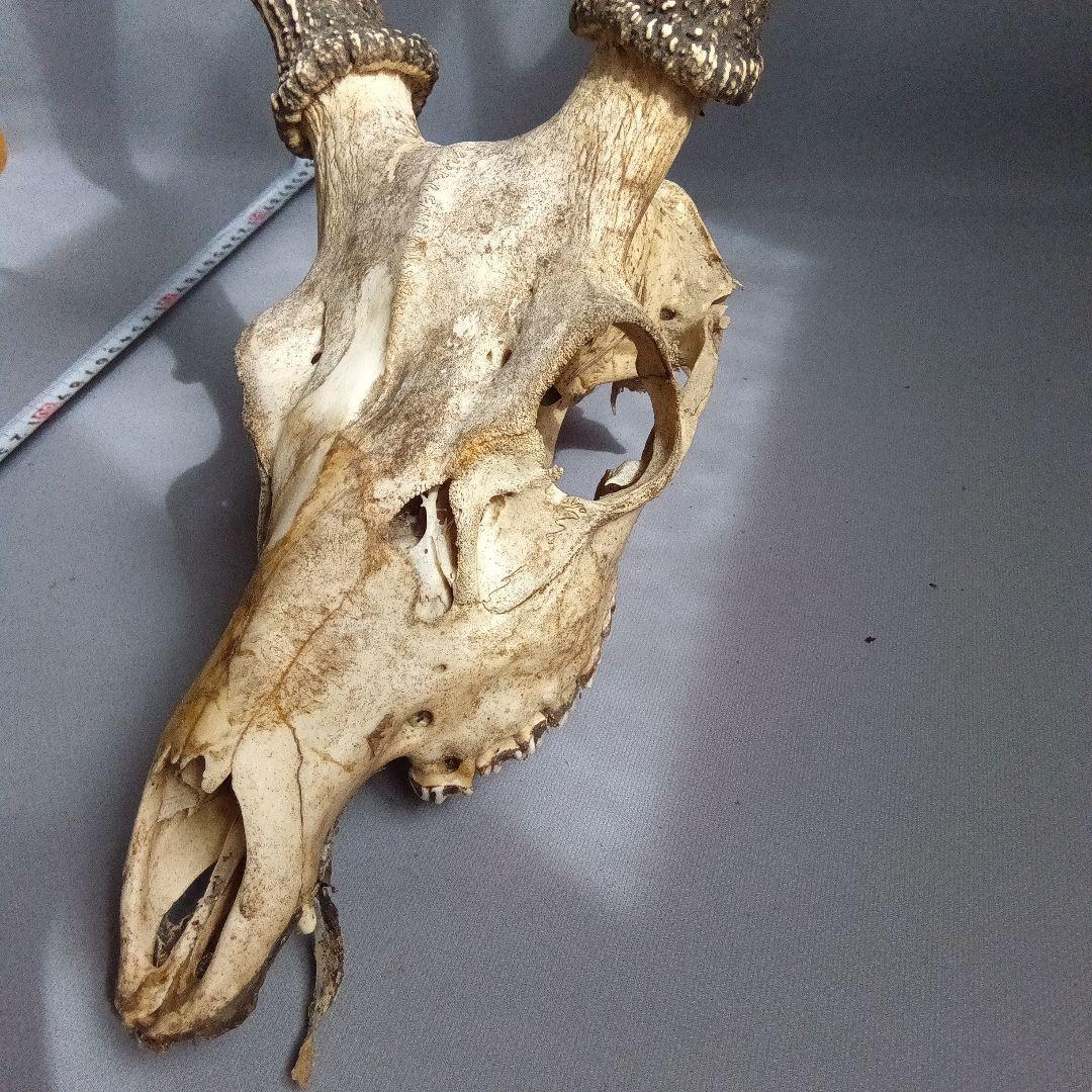 鹿の角　対　頭付き　70cm