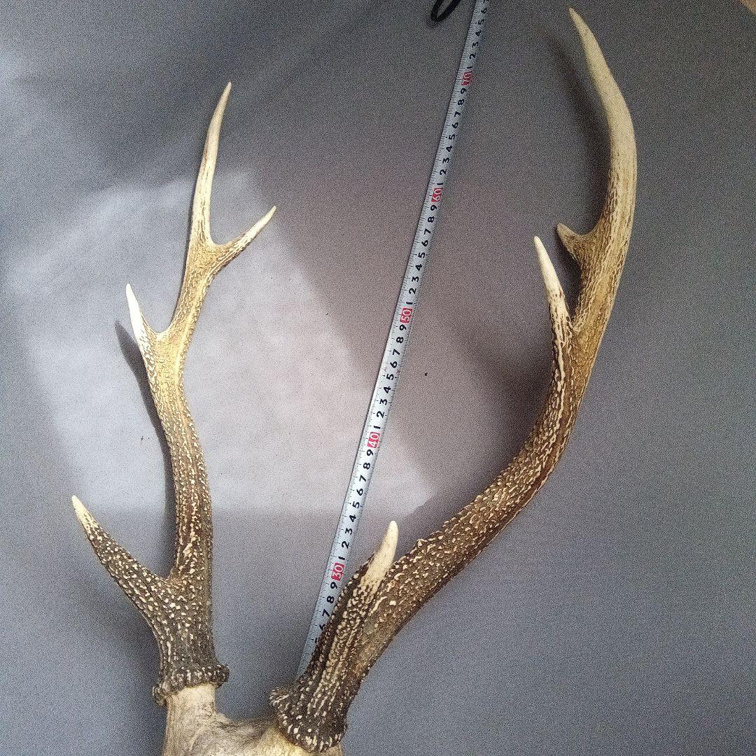 鹿の角　対　頭付き　70cm