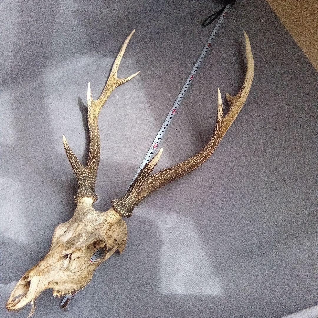 鹿の角　対　頭付き　70cm