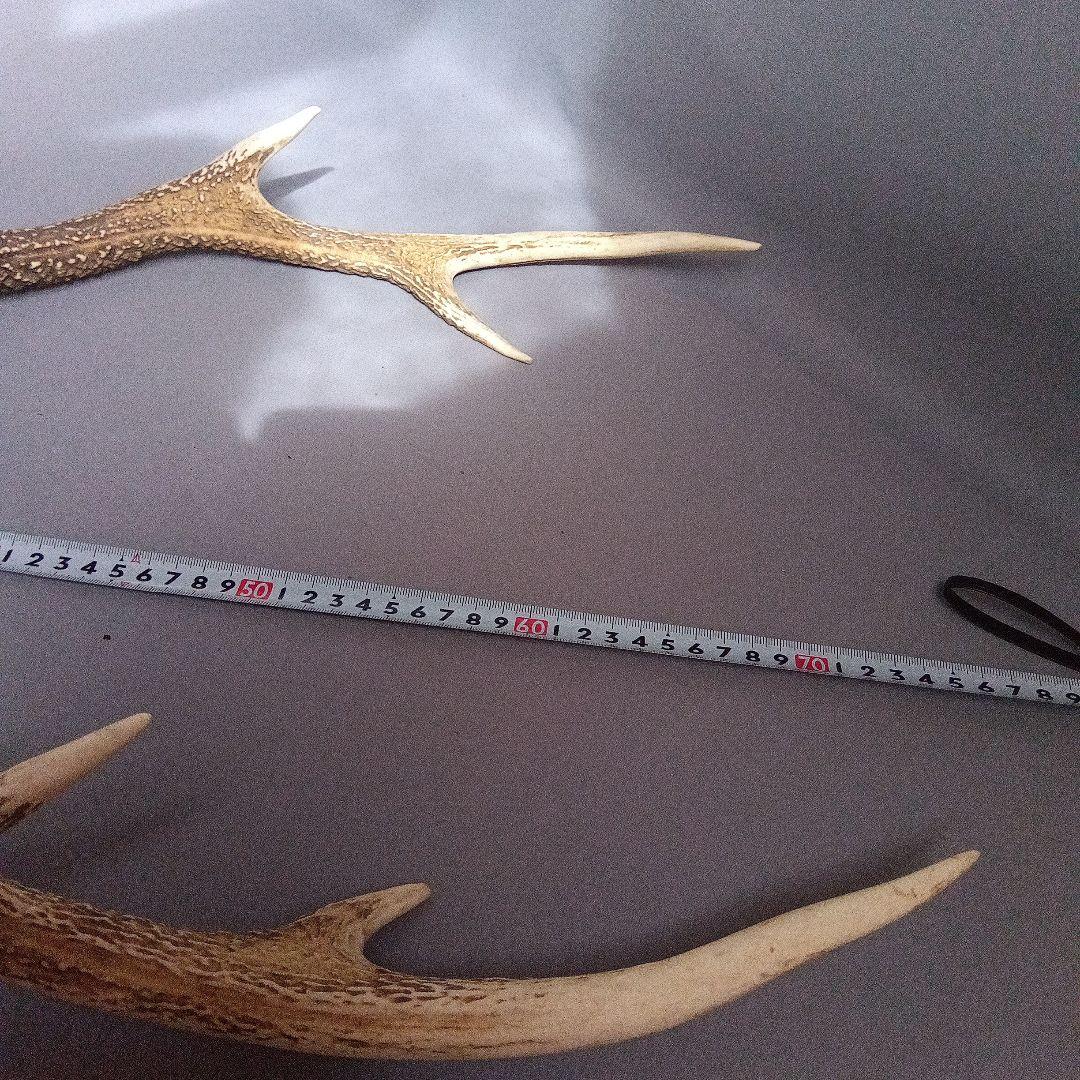 鹿の角　対　頭付き　70cm