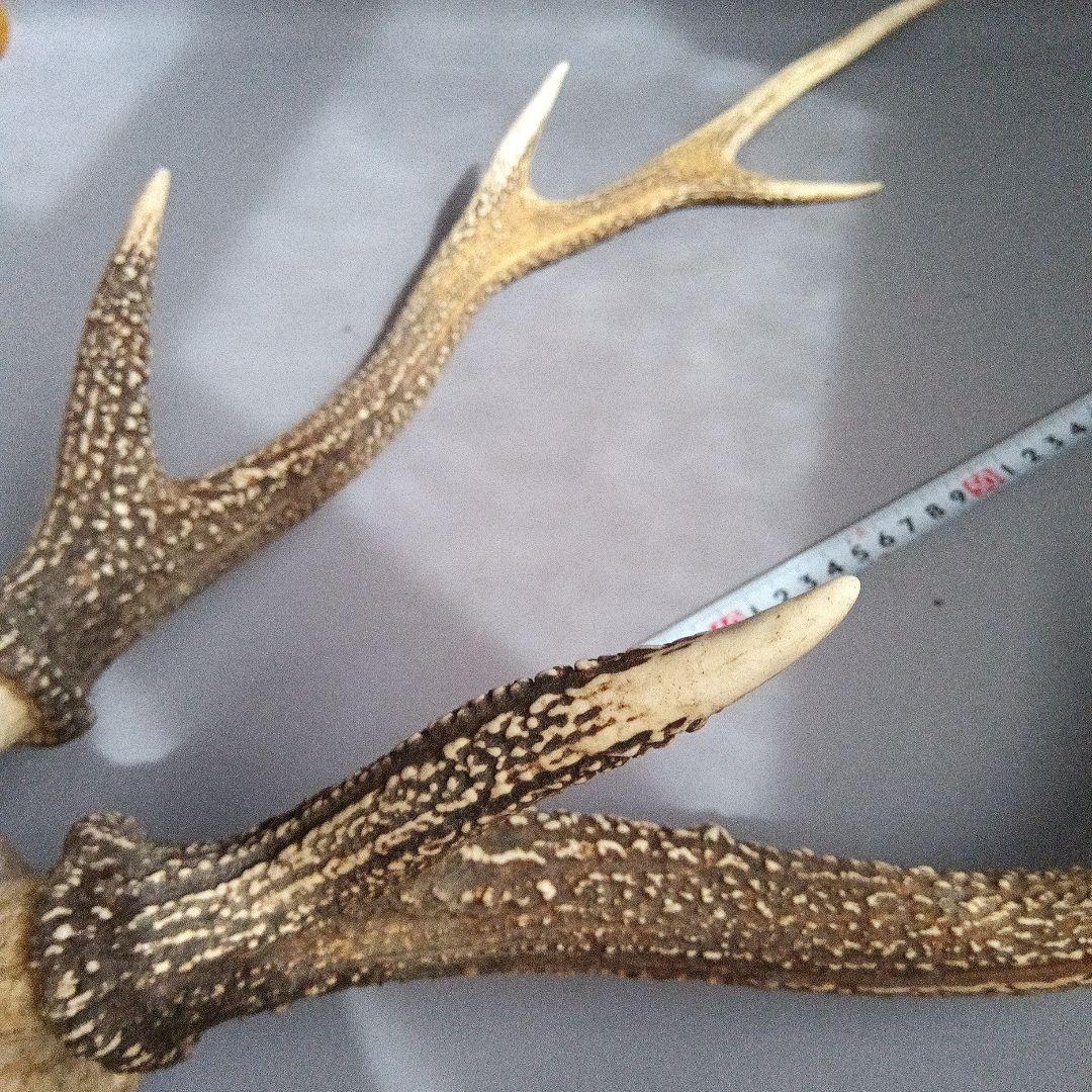 鹿の角　対　頭付き　70cm